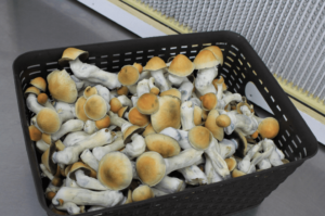 penis-envy-mushrooms-